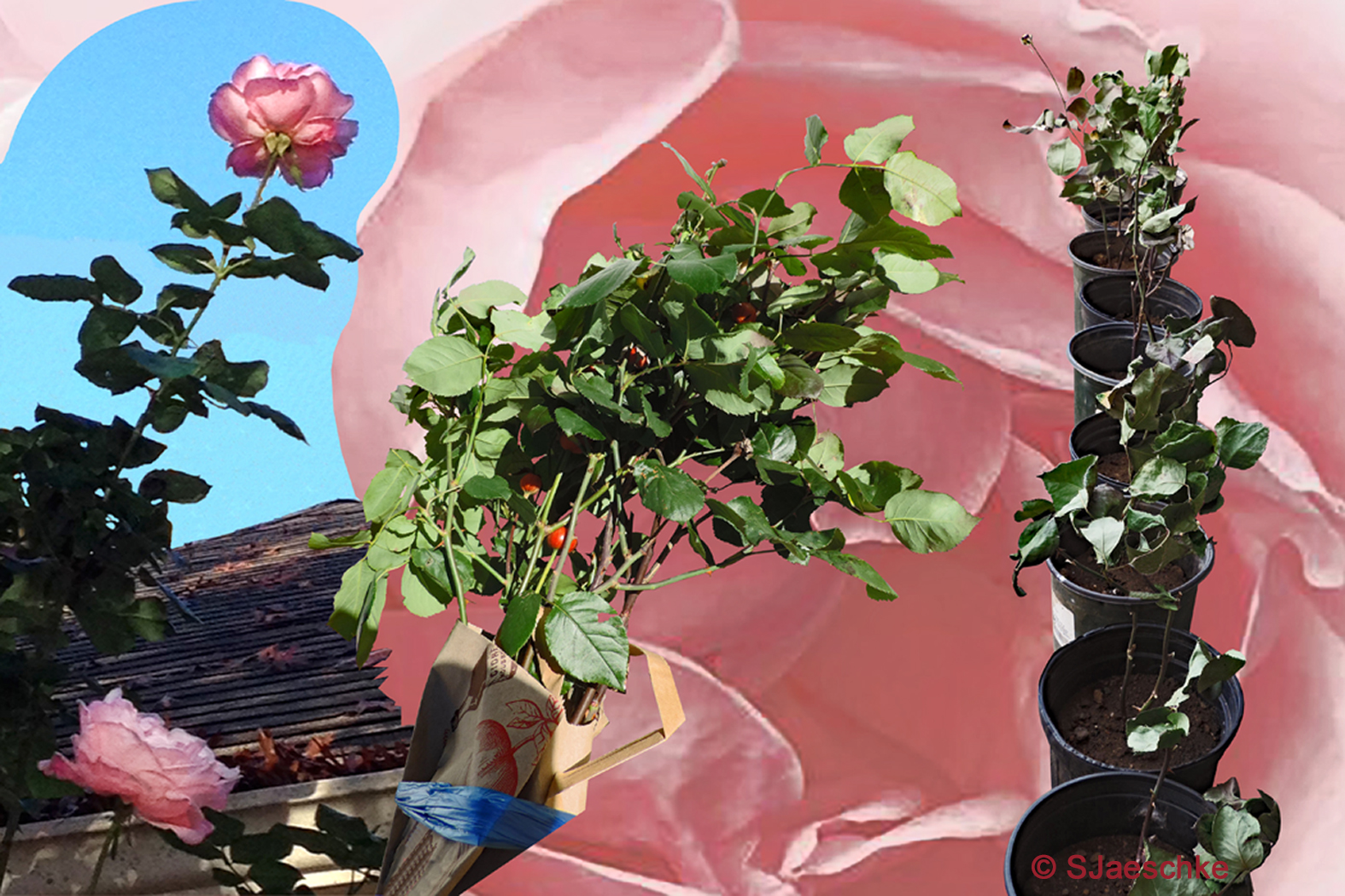 Post_2016-02-10_RoseCollage